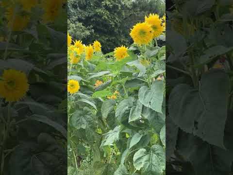 Saturday Morning Slowdown Vibes 