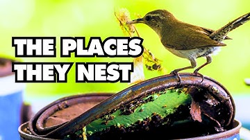 Adorable Nesting Nature of the Cute Carolina Wren @BirdsWalkingDown