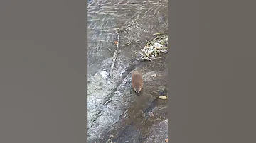 Ондатра скрывается под водой.