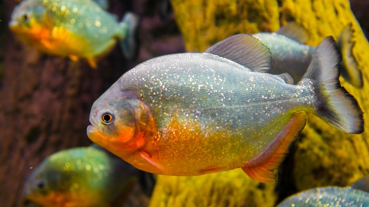 Piranhas: Unveiling the Secrets of South America's Fierce Fish! - YouTube