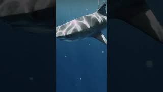 Some sharks I don’t see anymore.. 😞 #endangeredspecies #sharks #hawaii #savetheocean #1