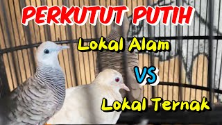 DON'T MISTAKE!!!!! THIS IS THE DIFFERENCE BETWEEN NATURAL AND FARMED WHITE DOVE!!!!!