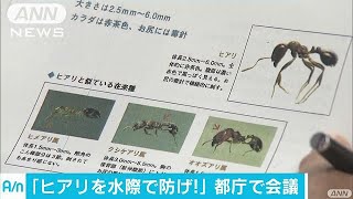 都庁でヒアリ拡散防止会議　東京湾での発見受け(17/07/26)