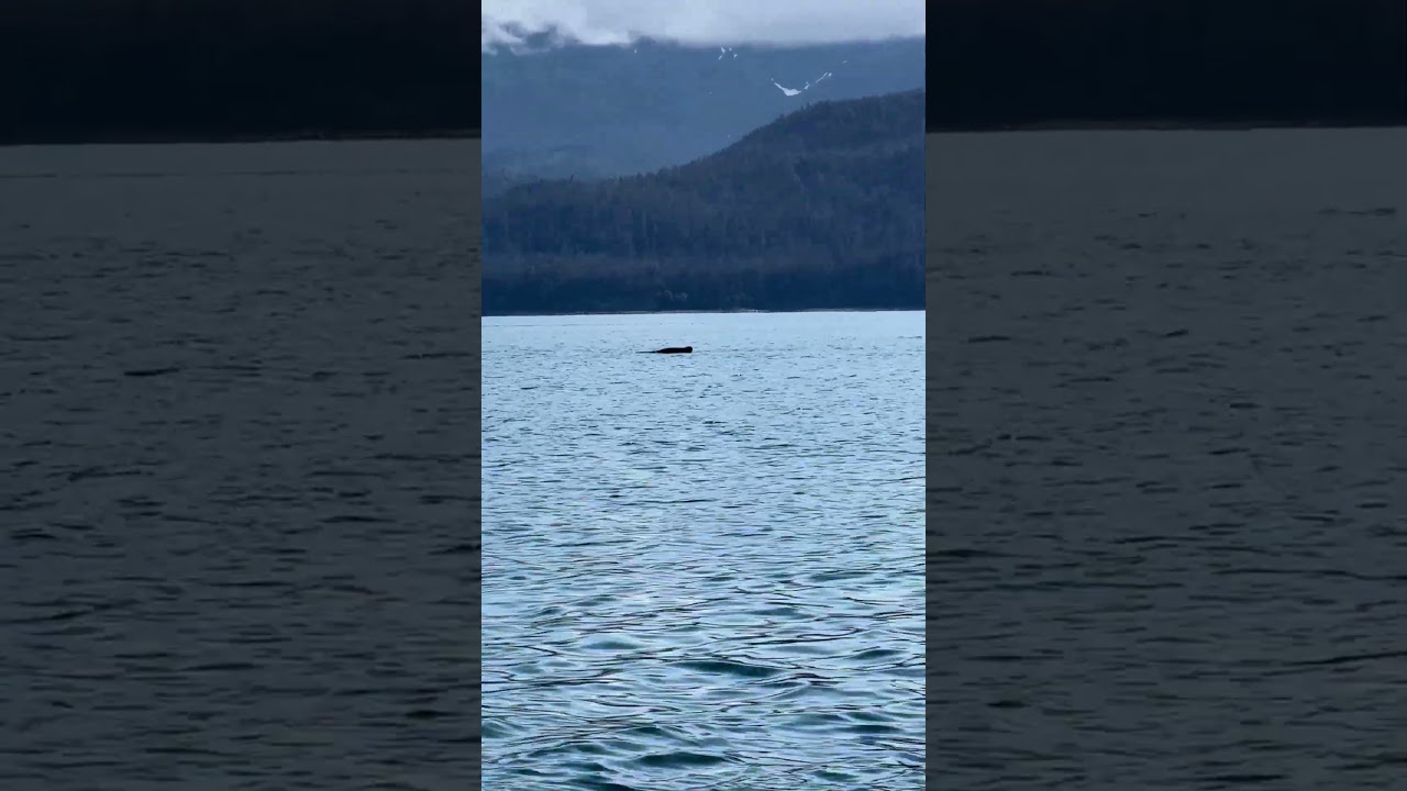 Alaska Wildlife Mini Mix - Sea Urchin, Sea Lions, Baby Seal, Sleeping Whale & More | Alaska Cruise