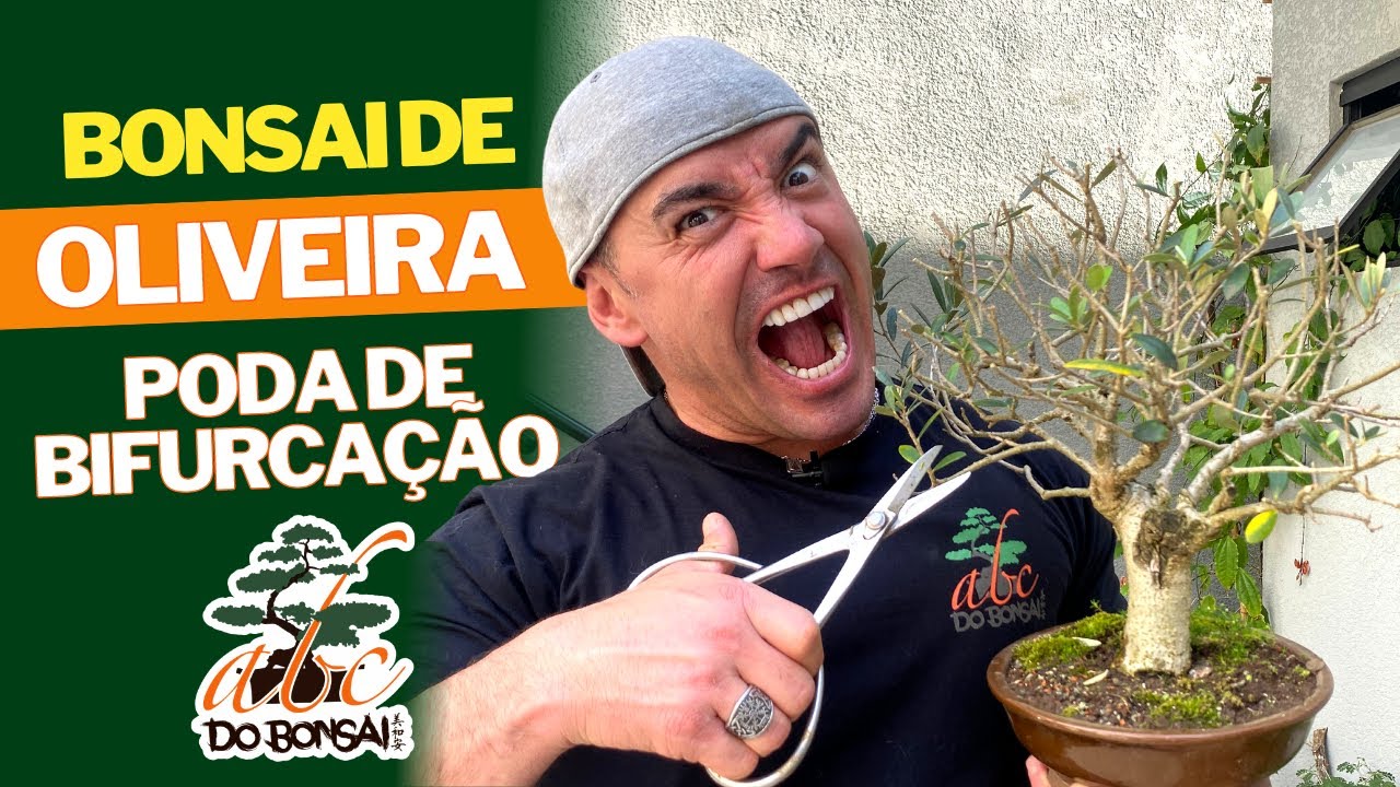 BONSAI DE OLIVEIRA PODA DE BIFURCAÇÃO