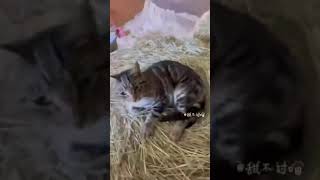 Cats In The Wrong Places