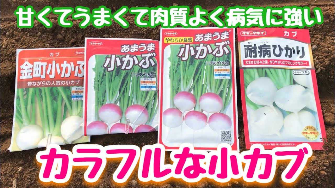 カラフル小カブの種まき 耐病ひかり あまうま小かぶあやめ雪 金町小かぶ すぎおふぁーむ Youtube