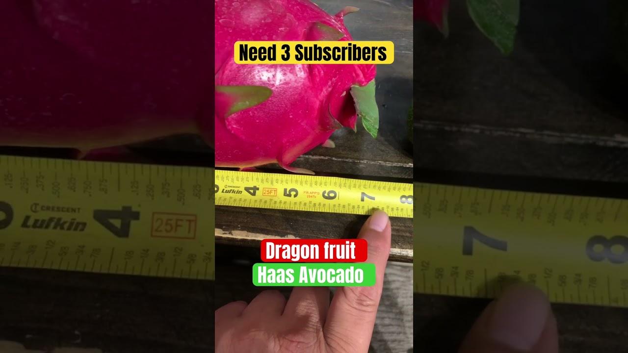 Dragon, fruit and haas avocado growing in backyard 