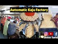     kaju     automatic cashew processing factory in gujarat