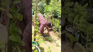 🌱✨দিদির বাড়ি থেকে এসে বাগান পরিষ্কার করলাম 🥵। #minivlog #shorts #garden #cleaning #indianyoutuber