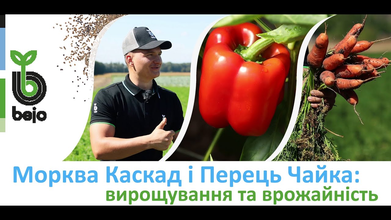 Вирощування моркви Каскад та перцю Чайка Бейо