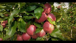 Jak przechowywać owoce? Porady e-pole w ogrodzie