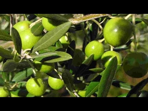 المسافة بين أشجار الزيتون