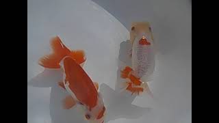 DSCN8732