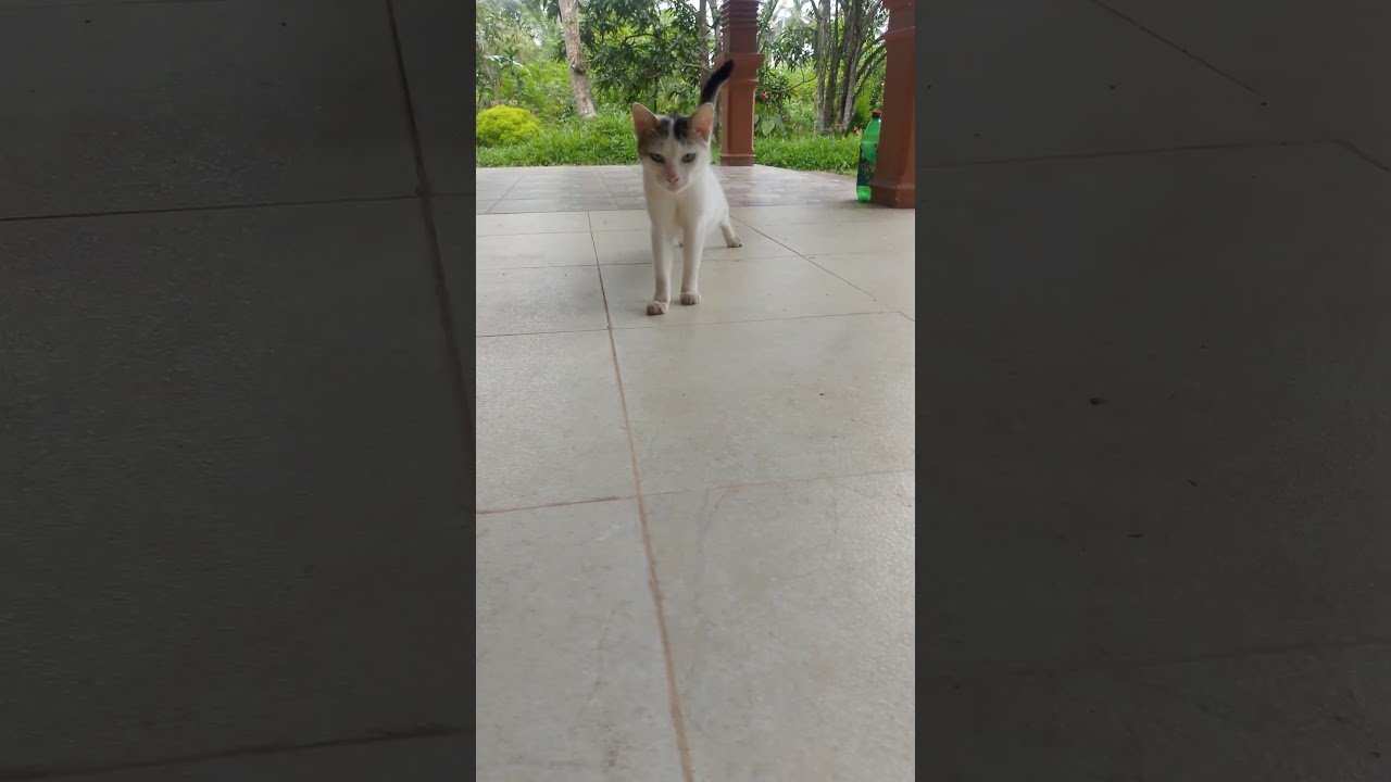 Soft Meow, Big Heart 🐱💕