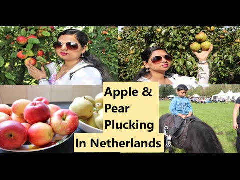 वीडियो: सेब और नाशपाती की काली क्रेफ़िश