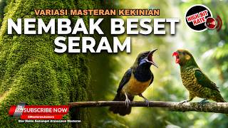 🔴 Live Rabu Masteran Tajam Cucak Cungkok Gacor Perkici Pantai Pedas vs Cucak Jenggot Speed Rapat