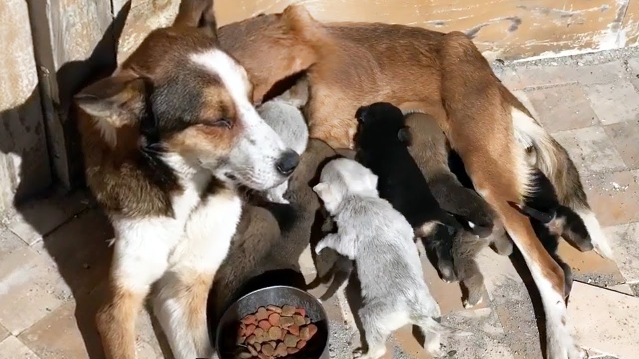 Starving Mama Dog and Her Six Puppies Were Found on the Outskirts ...