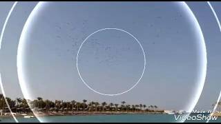 Download Lagu Soledad تصويري📷ع نغمه MP3