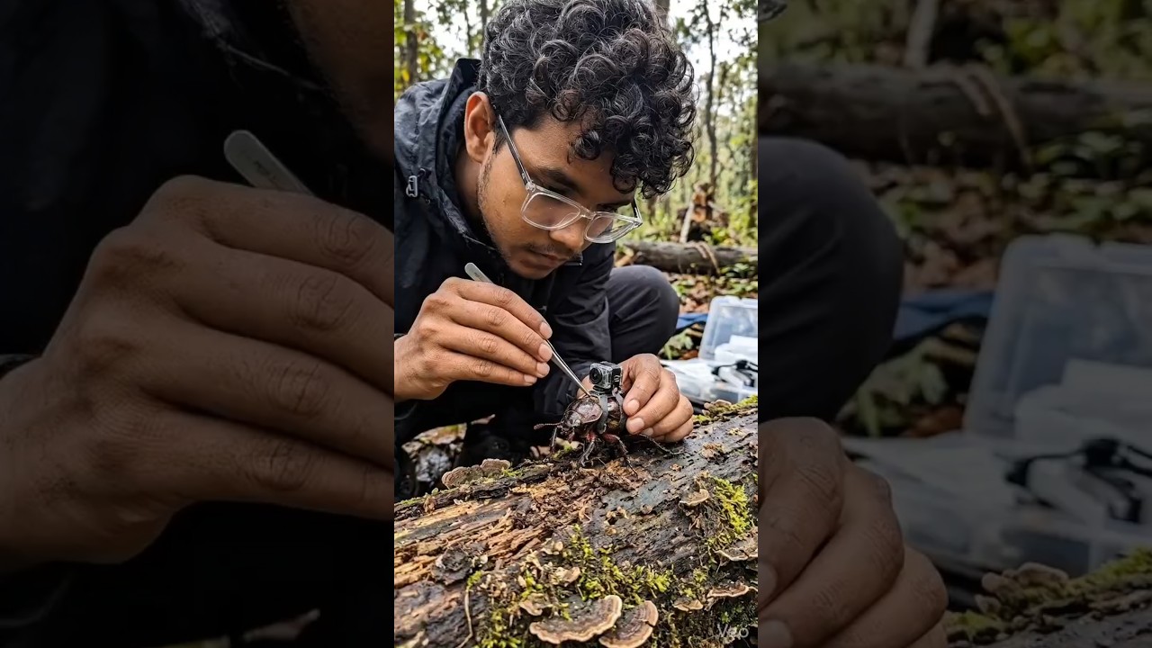 Inside a Beetle’s Secret Underground TunnelSystem #wildlife #macro #nature #documentary #earth #fyp