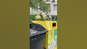 Thumbnail of Seagulls Sound Funny Laughing || ViralHog