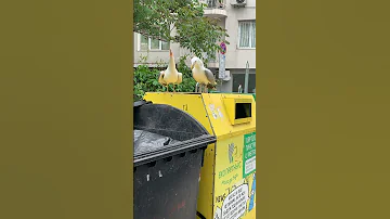 Seagulls Sound Funny Laughing ViralHog 