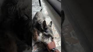 #dog #puppy #cute #viral @dw63037