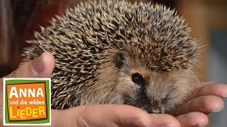 Das muss der Igel sein | Tierische Kinderlieder | Anna und die wilden Lieder by Wilde Tierwelt 6,438 views 2 weeks ago 3 minutes, 18 seconds