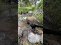 [水浴びとか] #shorts #birds #カラス #crow