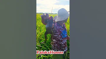 Palakahunter Palakahunter Palakangbukid Nativefrogs Palaka Pamimingwit Pamimingwitngpalaka 