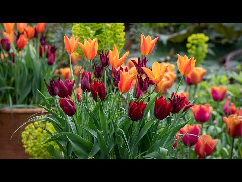 Video: Wat zijn leliebloemige tulpen – Leer meer over leliebloemige tulpensoorten