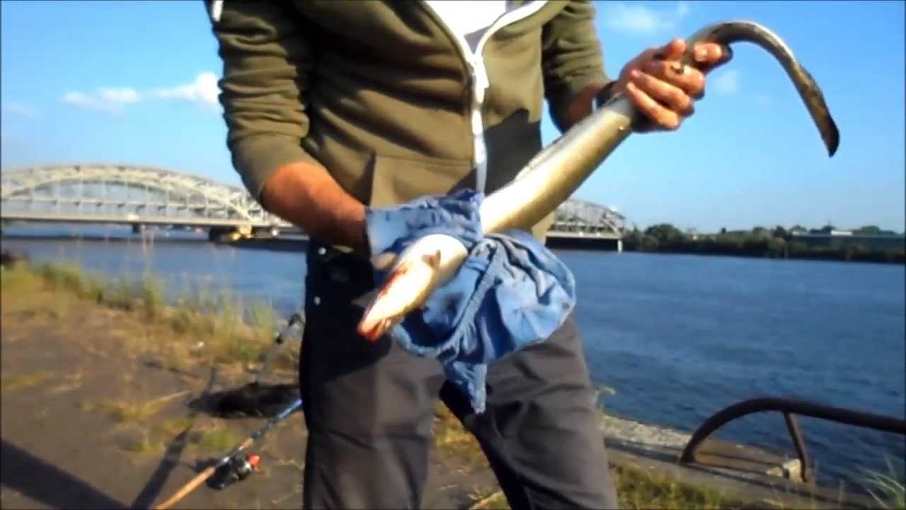 Hamburg / Großer Aal, 1kg+ / LiveBiss (2013) - YouTube