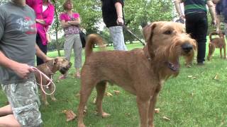 Irish Terriers: Paws In The Park (full length version)