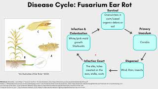 Disease Cycle Assignment #2: Fusarium Ear Rot