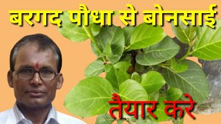 Bargad Ka Bonsai Bargad Bonsai Plant Bargad Bonsai Cutting ,