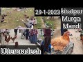 Kiratpur murga market #hen #aseel #birds #sundaybirdmarket #chicken #chicks #desimurga #kiratpur