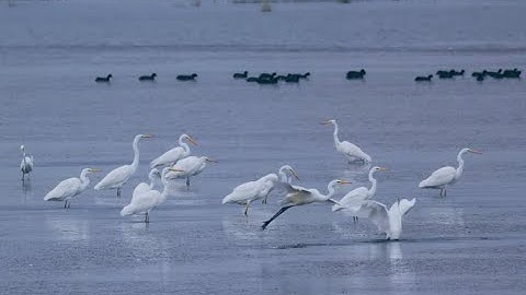 See You Next Year, Migratory Birds