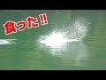 【爆釣】トップでどかーん‼