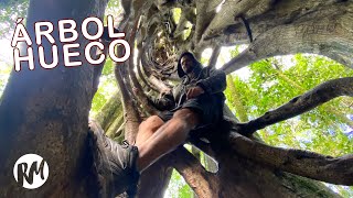 El árbol Que Se Puede Escalar Por Dentro (Ficus Estrangulador) El árbol Que Se Puede Escalar Por Dentro (Ficus Estrangulador)