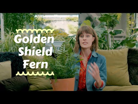 Video: What Is A Shield Fern: Přečtěte si o péči o kapradinu Southern Shield