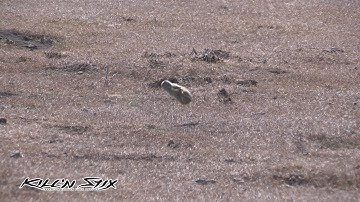 Gopher hunt WHACK!!!! Stick and string!