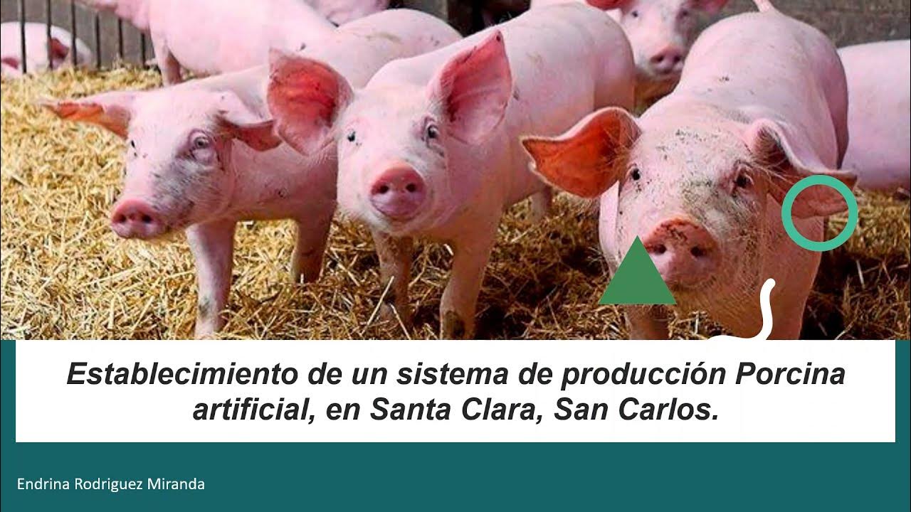 Porcide