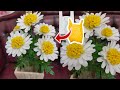 DIY Cara Membuat Bunga Daisy dari plastik Kresek |  How to make Daisy flower from plastic bag