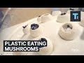 Fungi Mutarium mushroom eats plastic