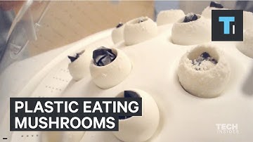 Fungi Mutarium mushroom eats plastic