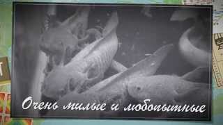 АКСОЛОТЛЬ В МАГАЗИНЕ Ribdom.ru АКСОЛОТЛЬ В МАГАЗИНЕ Ribdom.ru