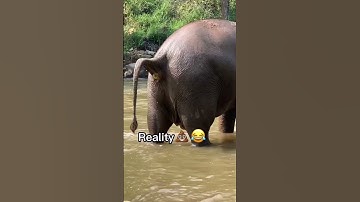 Thumbnail of Thailand vs reality 🤣🇹🇭 #shorts #travel #thailand #thai #elephant #poop #funny #travelthailand