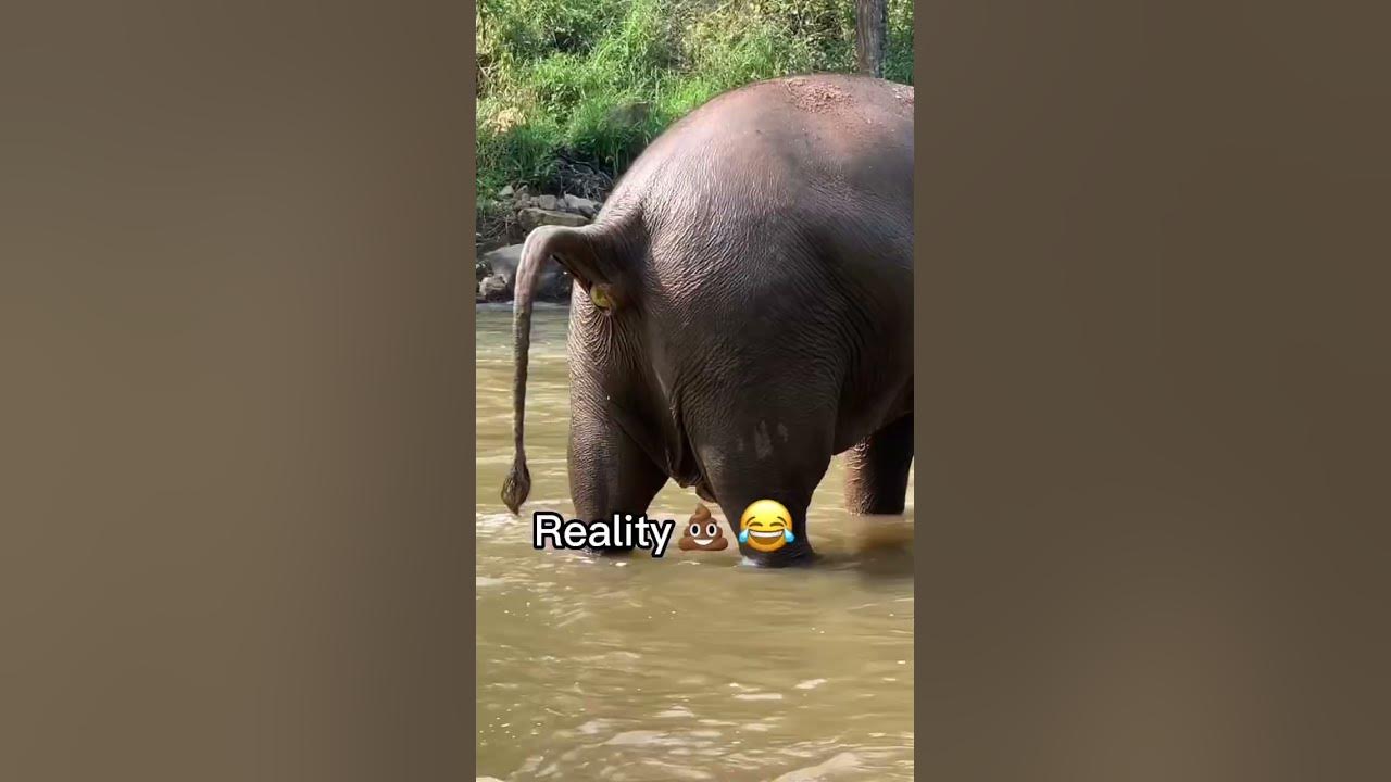 Thailand vs reality 🤣🇹🇭 #shorts #travel #thailand #thai #elephant #poop #funny #travelthailand