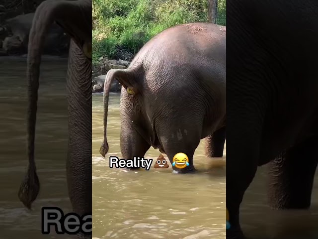 Thailand vs reality 🤣🇹🇭 #shorts #travel #thailand #thai #elephant #poop #funny #travelthailand class=