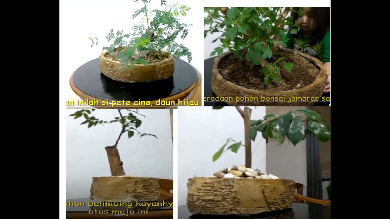  Pot bonsai cantik  dibuat scr sederhana YouTube